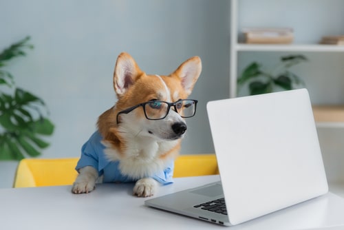 犬がパソコンを見ている画像
