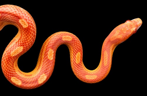 蛇の画像