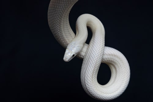 蛇の画像
