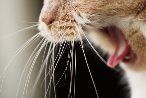 猫があくびをしている画像