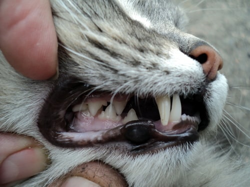 猫の牙の画像
