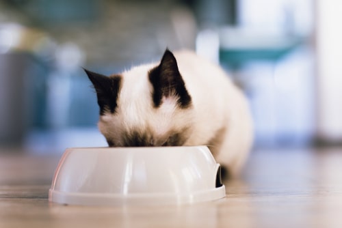 猫がご飯を食べている画像
