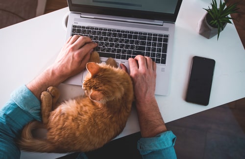 猫がパソコンの前に座っている画像