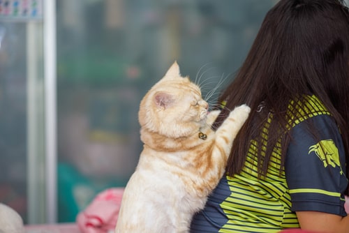 猫が女性の背中に前足を置いている画像