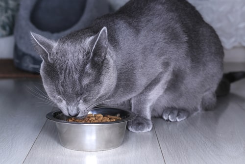猫が餌を食べている画像